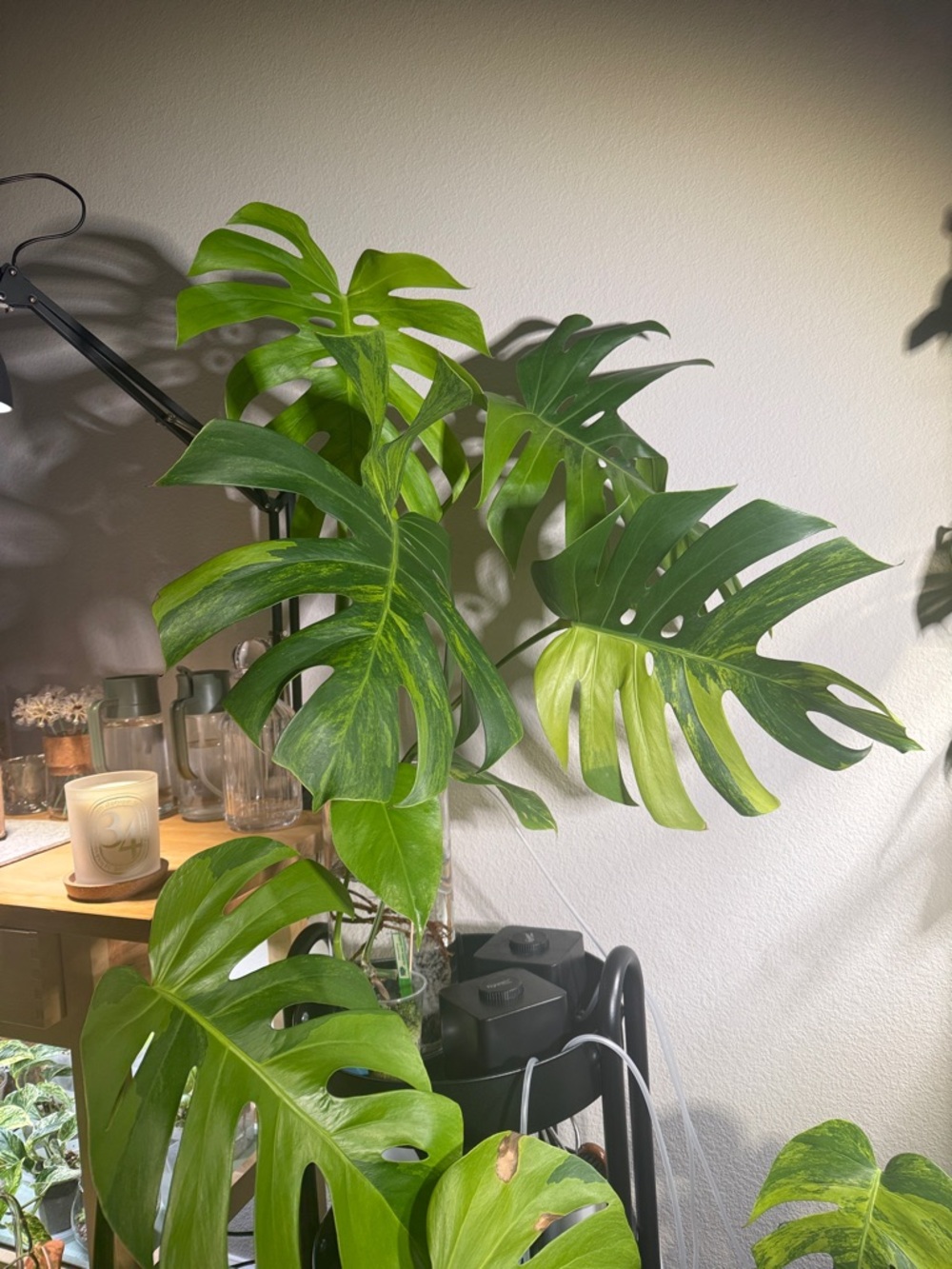Monstera Deliciosa Tropical Green Plant